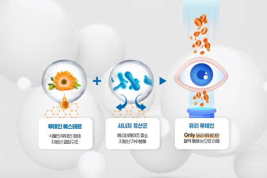  (이미지) 루테인의 흡수율을 높여주는 시너지 유산균 모식도