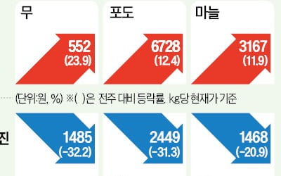 오이 출하량 늘며 가격 30%↓