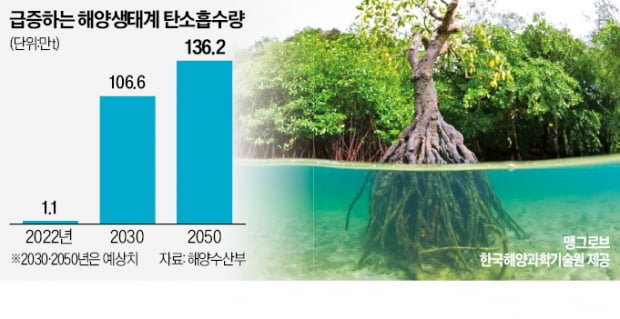 탄소흡수 소나무 3배…맹그로브 韓 상륙 | 한국경제