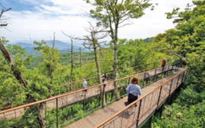 용평리조트, 대자연에서 휴식·레저…프리미엄 독채 콘도 '루송채' 내년 완공