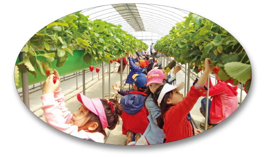 경남 창원 빗돌배기마을 딸기 수확 체험 