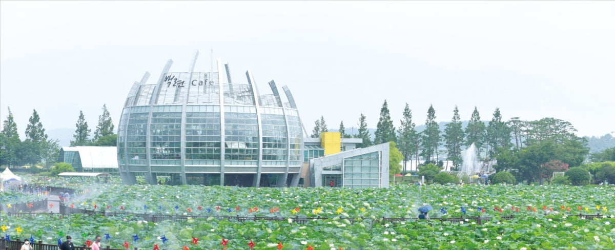 연꽃과 연잎으로 뒤덮인 연꽃축제장.  무안군 제공 