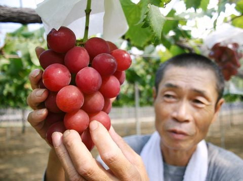 파인애플 한개가 2000만원...세계에서 가장 비싼 과일은?