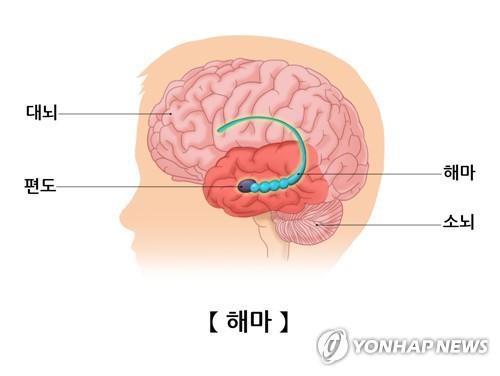 "뇌의 전성기는 40대 중반부터 50대 중반까지"