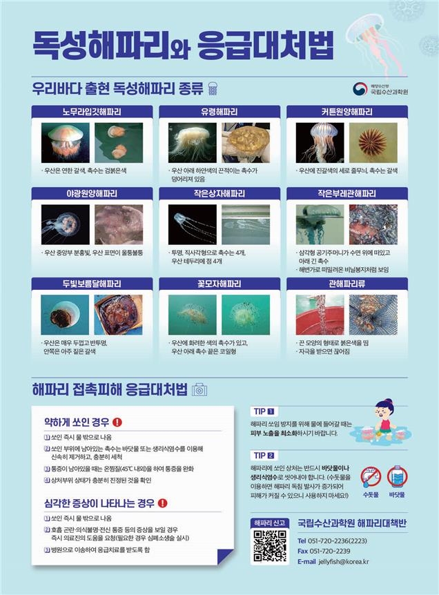 "민관 모니터링 강화"…해수부, 해파리 피해방지 종합대책