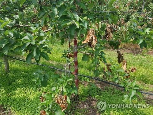 경기 6개 시군 농가 20곳서 과수화상병…양평서도 5곳 첫 발생