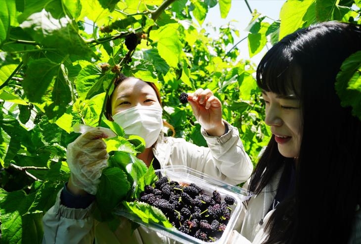 "새콤달콤 건강한 맛"…해남 유기농 오디 수확 한창