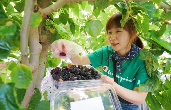 "새콤달콤 건강한 맛"…해남 유기농 오디 수확 한창