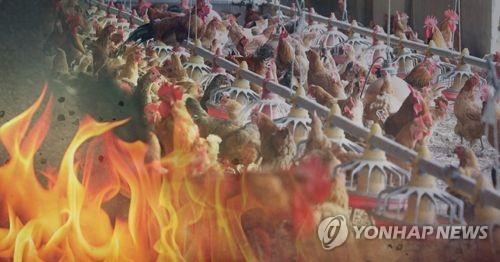 음성서 양계장 화재…닭 1천여마리 폐사·축사 7채 불타