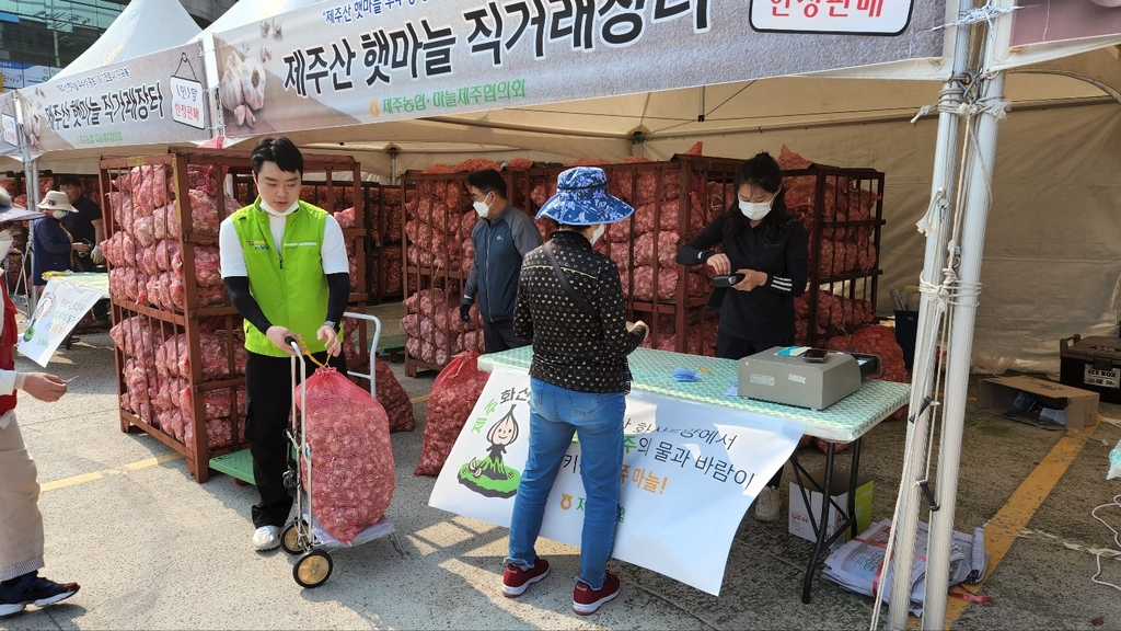 제주농협, 10일 제주산 햇마늘 5t 직거래 장터