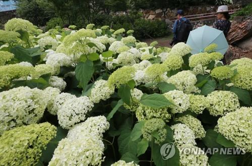 '날씨는 흐렸지만'…전국 해수욕장·축제장 인파 행렬