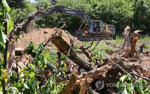 충북 과수농가 냉해·화상병·우박 잇단 악재에 '휘청'