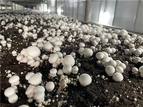 농진청, 양송이버섯 신품종 '이담' 개발…하반기 보급