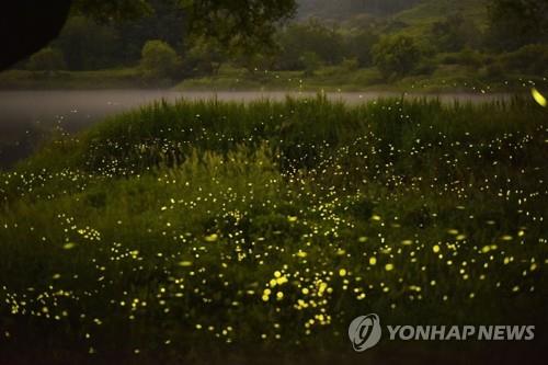 '여름밤의 화려한 군무' 옥천 안터지구 반딧불이 장관