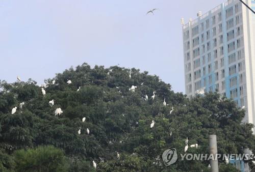 청주 송절동 서식 백로류 "최대 3천500마리"…공존 방안은