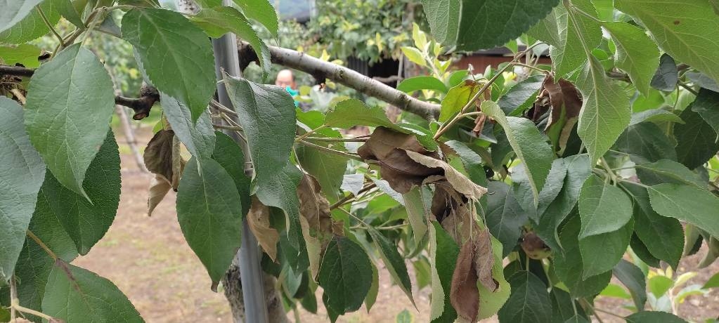 봉화서 과수화상병…사과·배 주산지 위기단계 '경계'로 격상