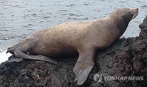 데굴데굴 풍덩…백령도 점박이물범은 입수할때 안걷고 뒹군다