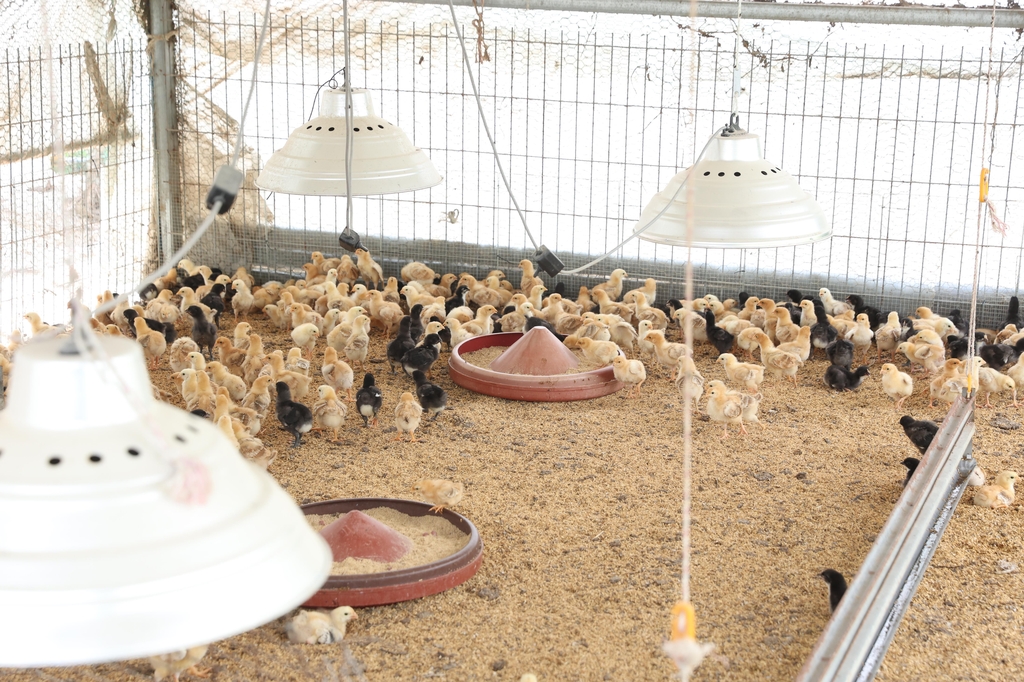 [호식탐탐] ⑪ 10호 닭의 철옹성에 문 두드리는 '우리맛닭'