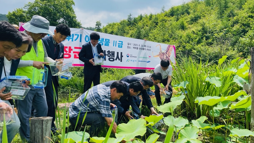 금강유역환경청, 아산에 멸종위기종 물장군 70개체 2차 방사