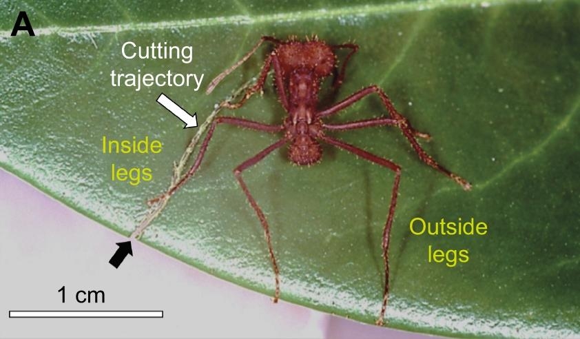 [사이테크+] "잎꾼개미는 전문 재단사…다리·감각털 이용해 잎 크기 조절"