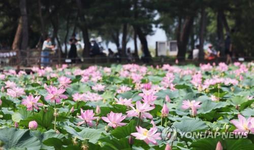 경기도 지방정원 1호 양평 '세미원' 내달 1일부터 연꽃문화제