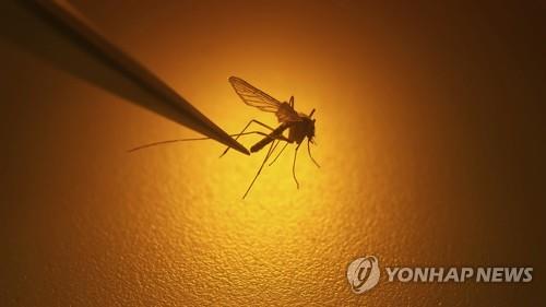 '모기 공습' 유럽서 열대성 질병 확산…"기후변화도 한 요인"