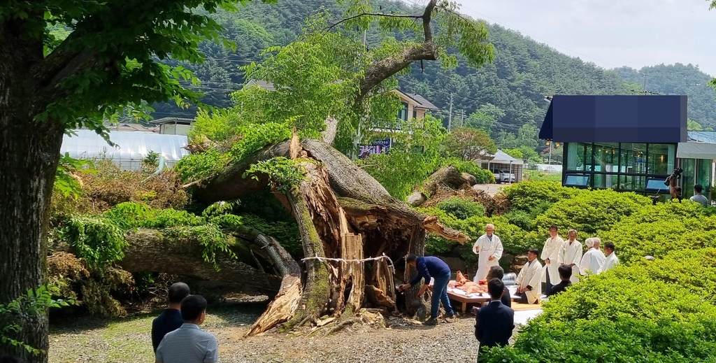 수호신으로 400여년 삶, 횡성 보호수…죽어서 조각품으로 재탄생