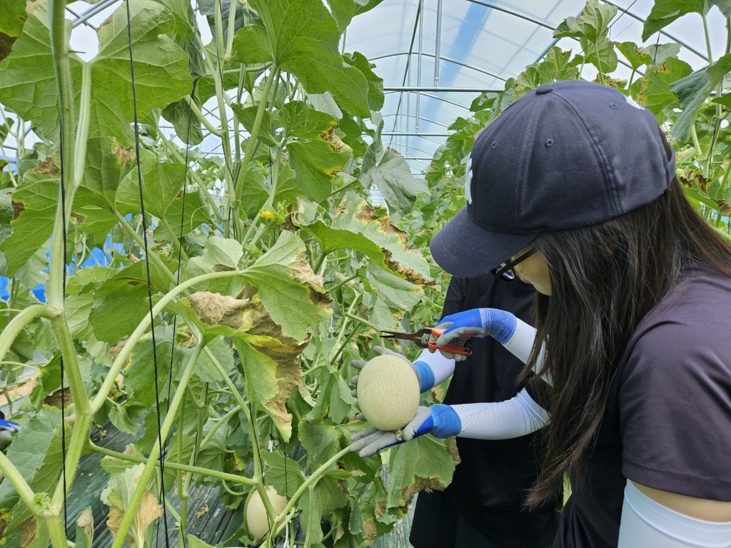 [강원소식] 대학생 손에 자란 '꿀맛' 멜론…강원대, 하니원 판매