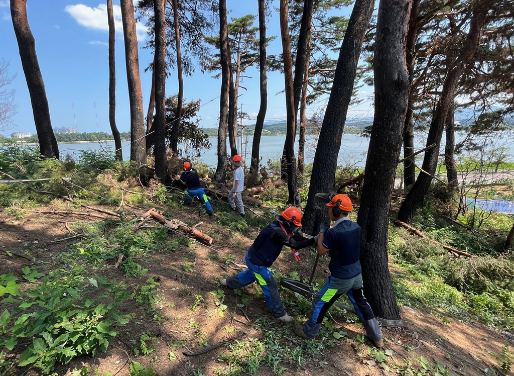 고압전선 주변 나무 벌채…동부산림청, 전력망 주변 위험목 제거