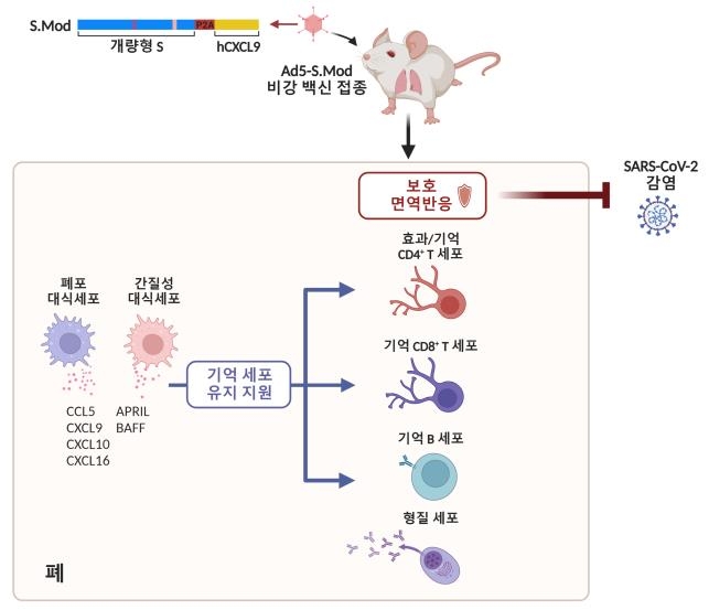 '호흡기부터 강력 차단' KAIST, 코로나19 백신 개발