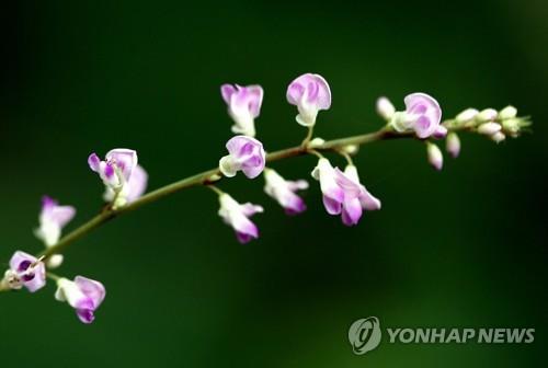 '천상의 화원' 금대봉으로 야생화 탐방 떠나요