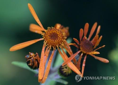 '천상의 화원' 금대봉으로 야생화 탐방 떠나요