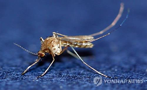 전북서 올해 첫 작은빨간집모기 발견…일본뇌염 매개