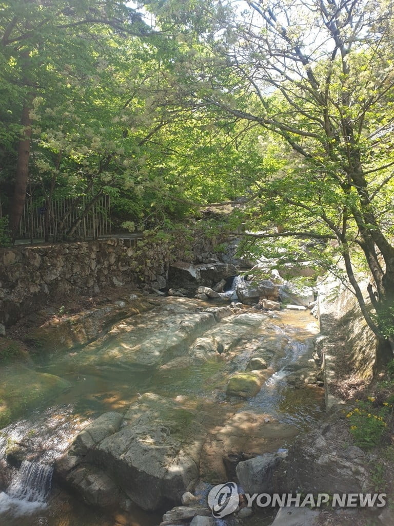 울산 석남사 계곡서 70대 익사..."바위에 앉아 있다가 사라져"