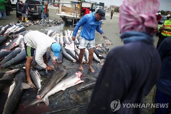 아시아인 유별난 '보양식' 사랑…페루 상어 멸종위기