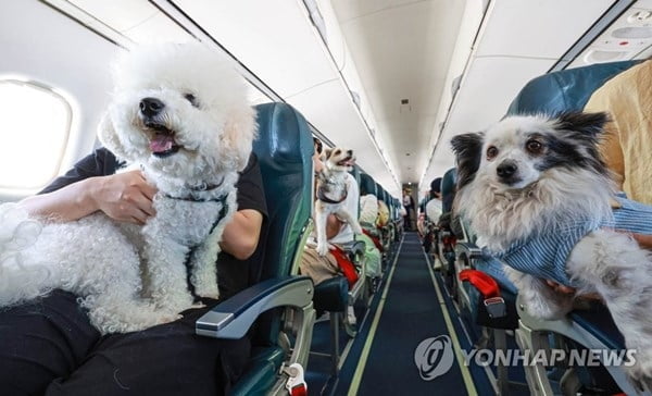 댕댕이가 비행기에 오른 이유…항공사 '분주'