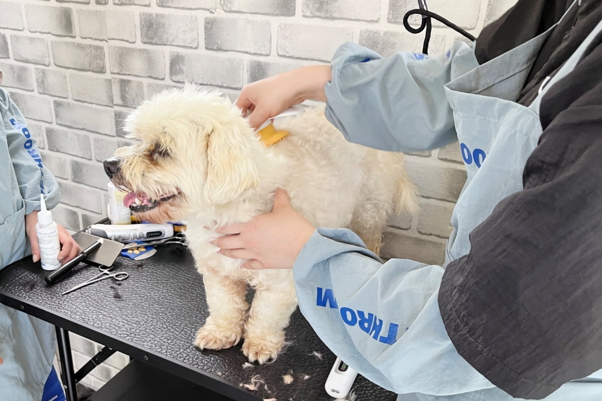 광동제약, 'YES 프로젝트 2기' 유기동물 봉사활동 진행