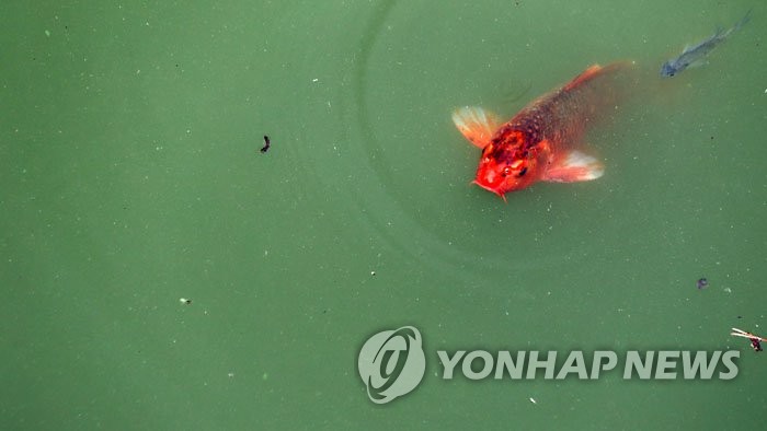 무더위에 낙동강 조류경보 확대…물금·매리지점 '관심' 발령