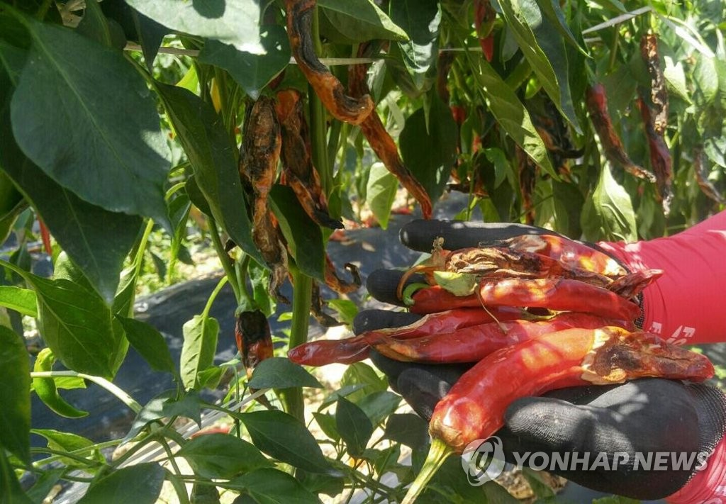 충남 고추 '칼라병' 발생 비상…"예찰·적기 방제해야"