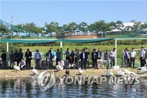 안동 백조공원 잇따른 조류인플루엔자로 개장 8년여 만에 폐장