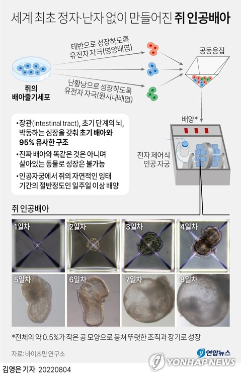 과학 영역은 어디까지…"줄기세포로 인공 인간배아 제조"