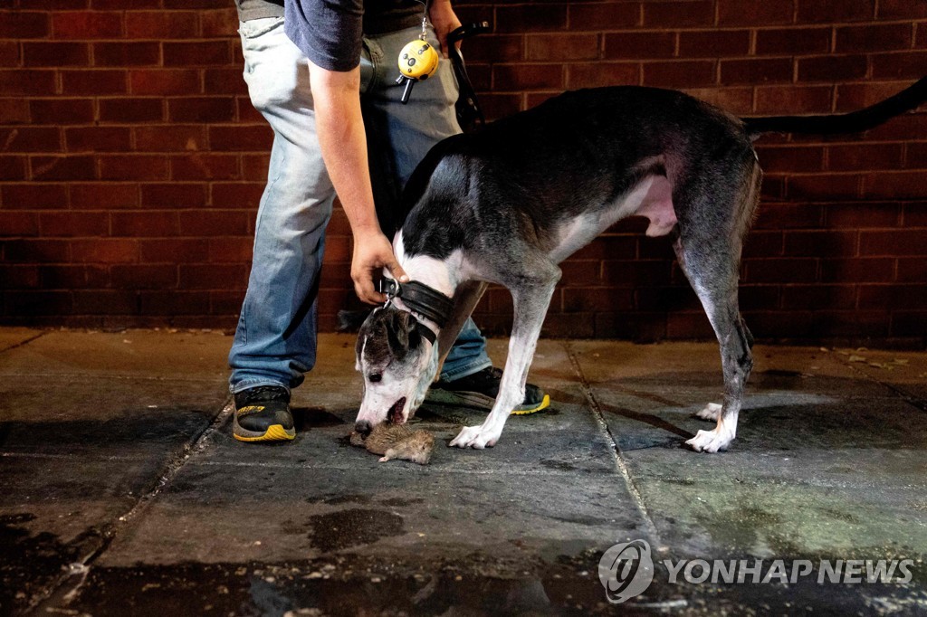 미국 '쥐와의 전쟁'에 개가 투입된 이유…"빠르고 인도적"