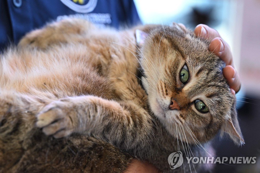 미국 '쥐와의 전쟁'에 개가 투입된 이유…"빠르고 인도적"