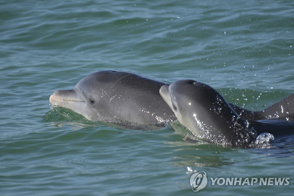 "엄마 여기 있져"…돌고래도 새끼에게 '아기 말투' 쓴다