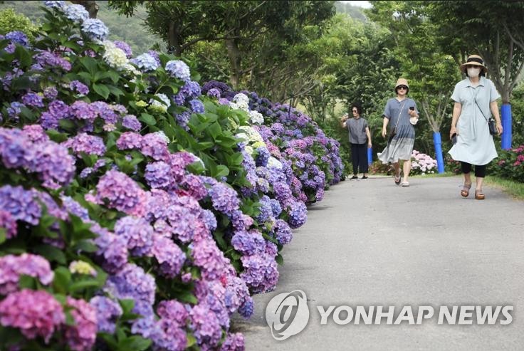 신안 수국정원 축제서, 제철 간재미 먹는 즐거움도