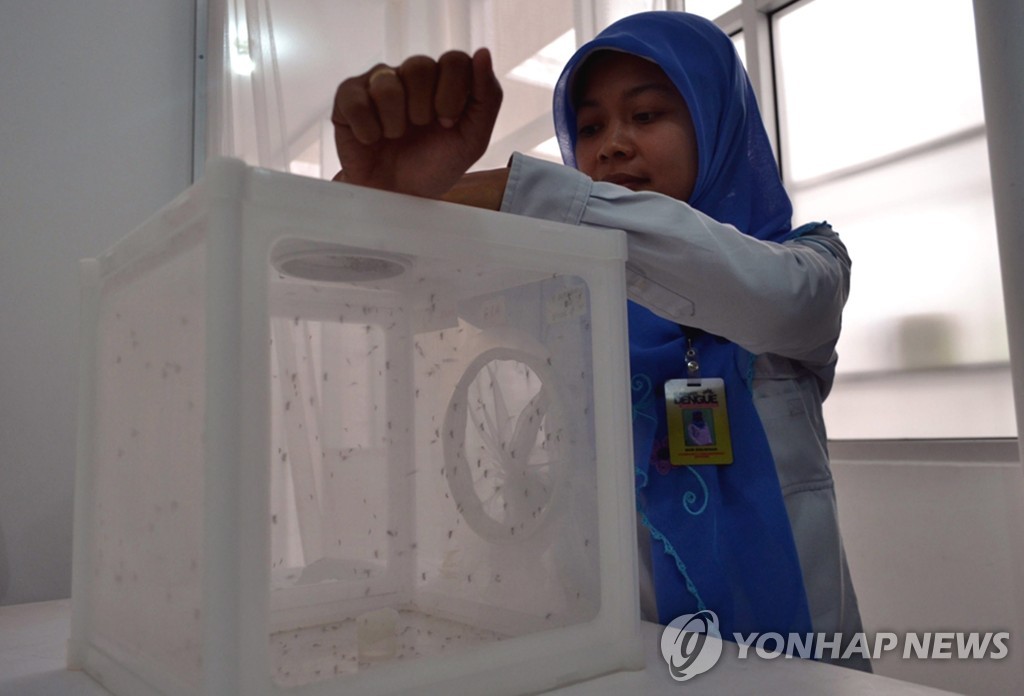 "뎅기열 막자"…인니, '뎅기열 경쟁 박테리아' 감염모기 방출