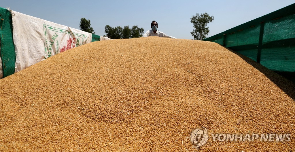 인도, 밀값 급등에 사재기 차단…15년만에 밀 재고 보유량 제한