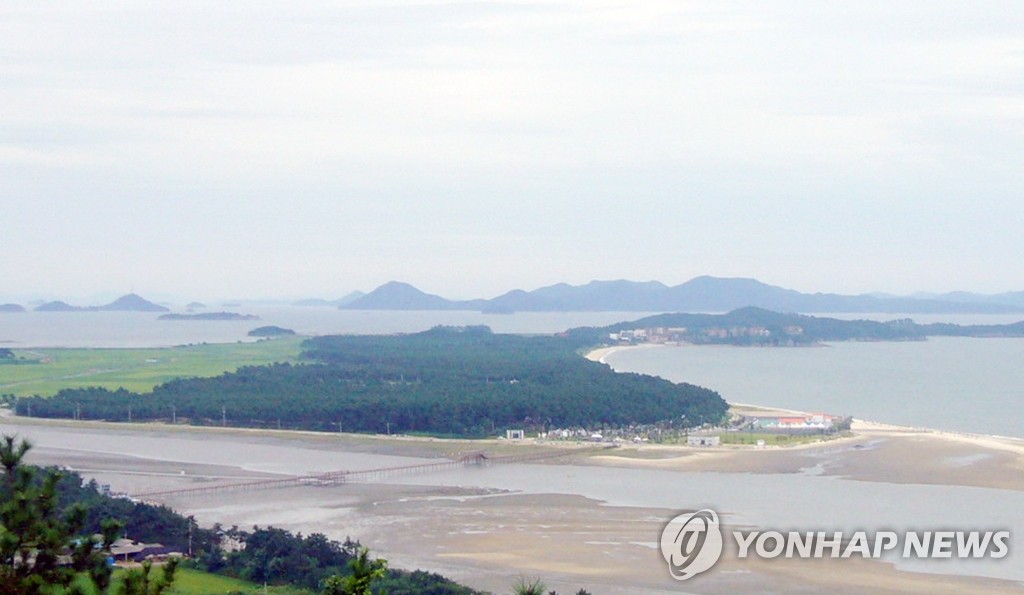 '해충 습격' 한반도 지형 닮은 신안 명물 해송숲 "고사 위기"