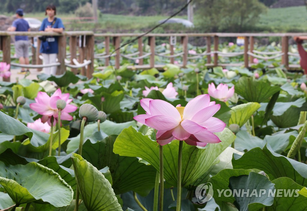 제주 애월 연화지 연꽃 명성 되찾는다…습지 생물 개선사업