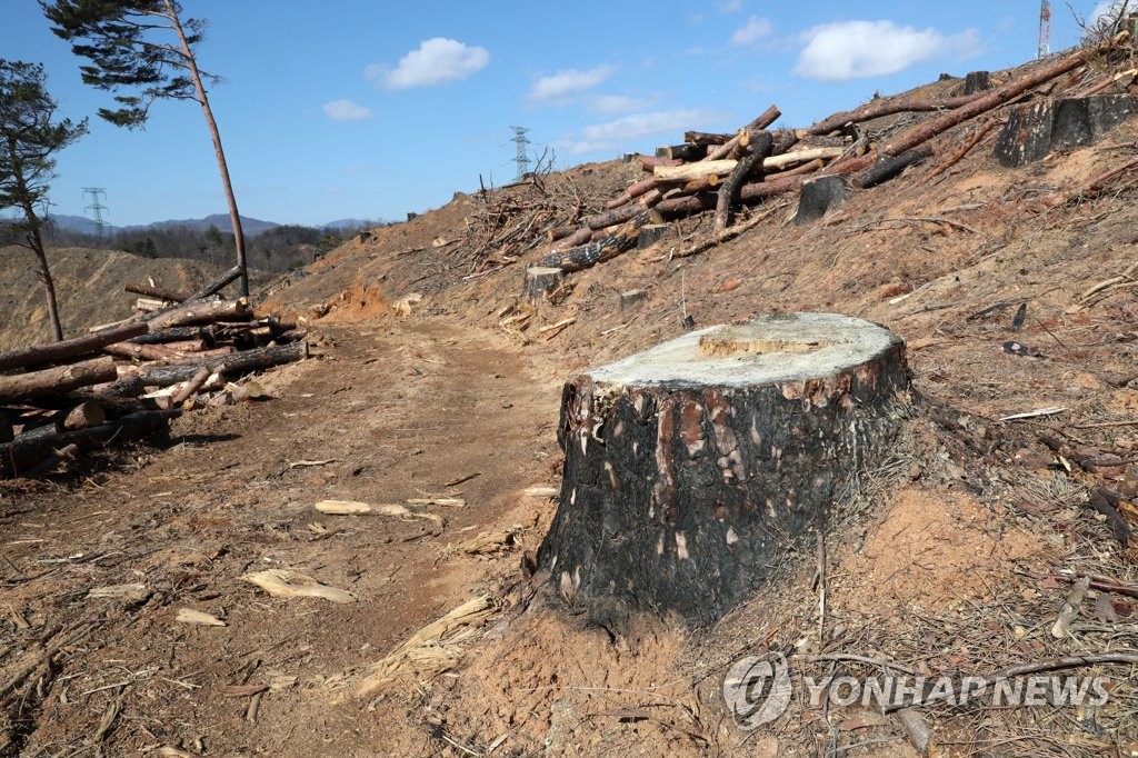 함양서 벌목하던 60대 숨져…중대재해법 위반 여부 조사